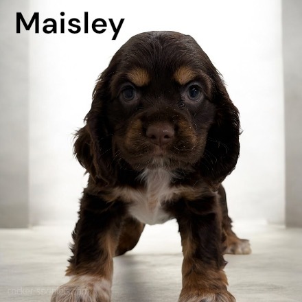puppy, for, sale, Cocker Spaniel, Joe & Cherri  Overlease, dog, breeder, Miller, MO, dog-breeder, puppy-for-sale, forsale, nearby, find, puppyfind, locator, puppylocator, aca